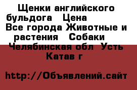 Щенки английского бульдога › Цена ­ 40 000 - Все города Животные и растения » Собаки   . Челябинская обл.,Усть-Катав г.